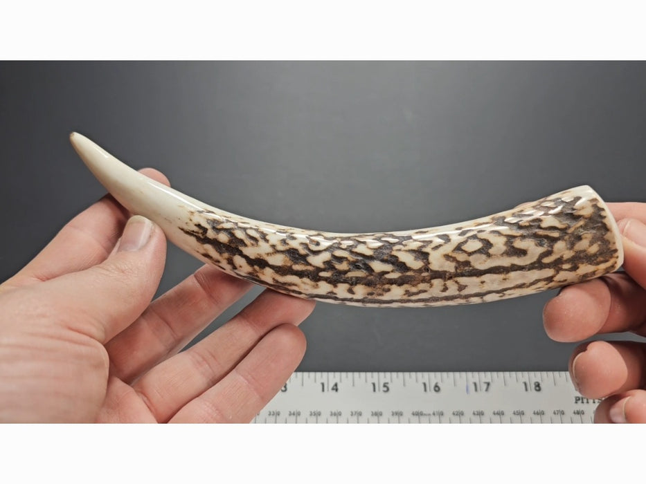 Stag Handle #43