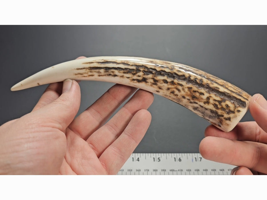Stag Handle #76