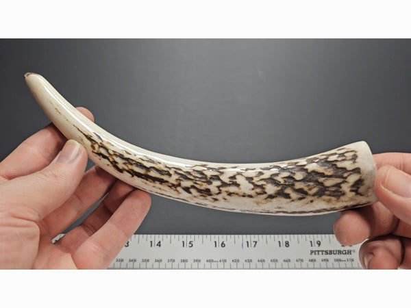 Stag Handle #11