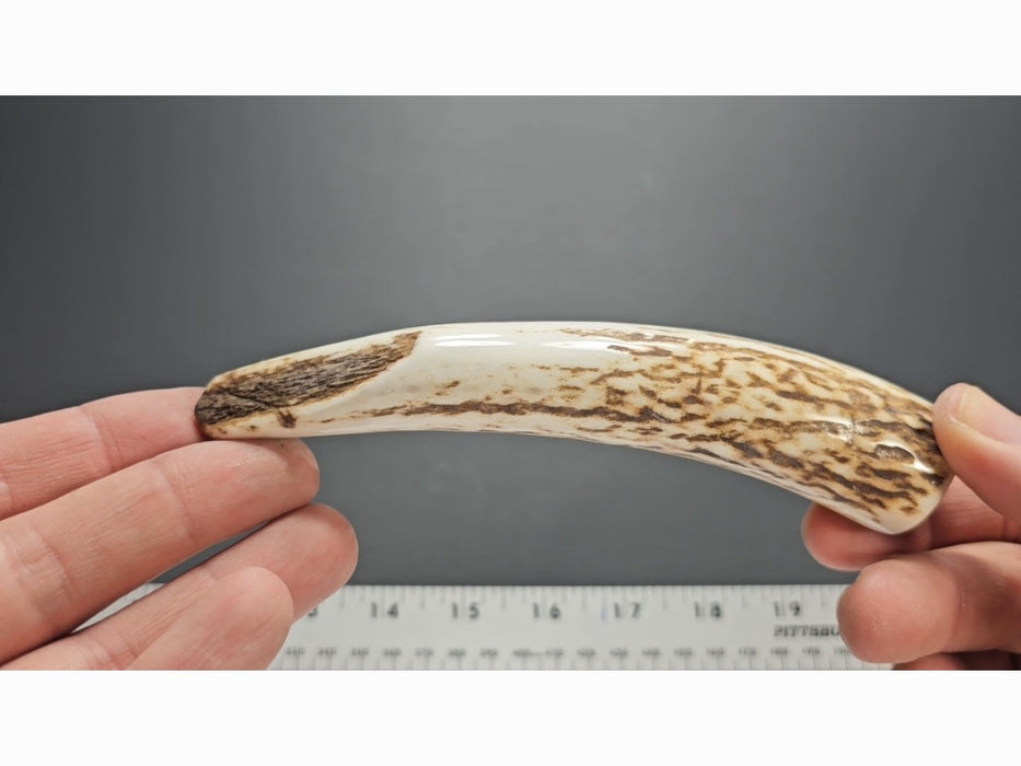 Stag Handle #16