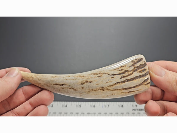 Stag Handle #19