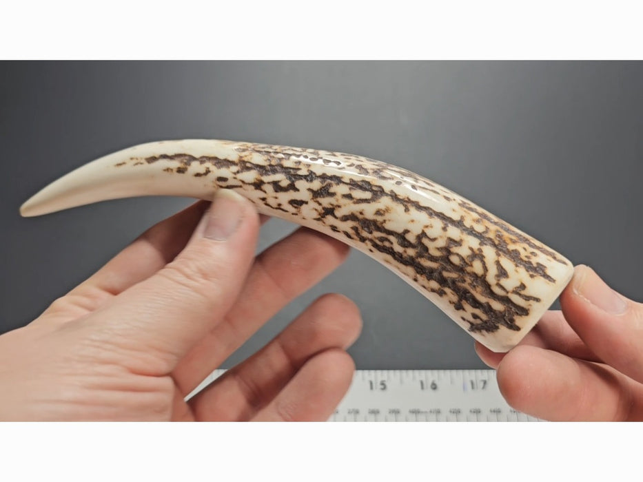 Stag Handle #74