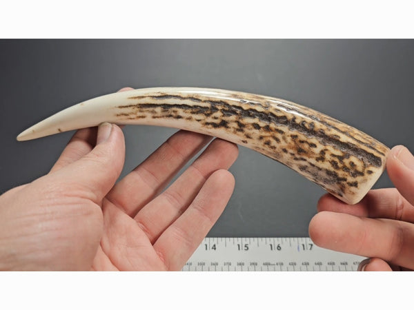 Stag Handle #76