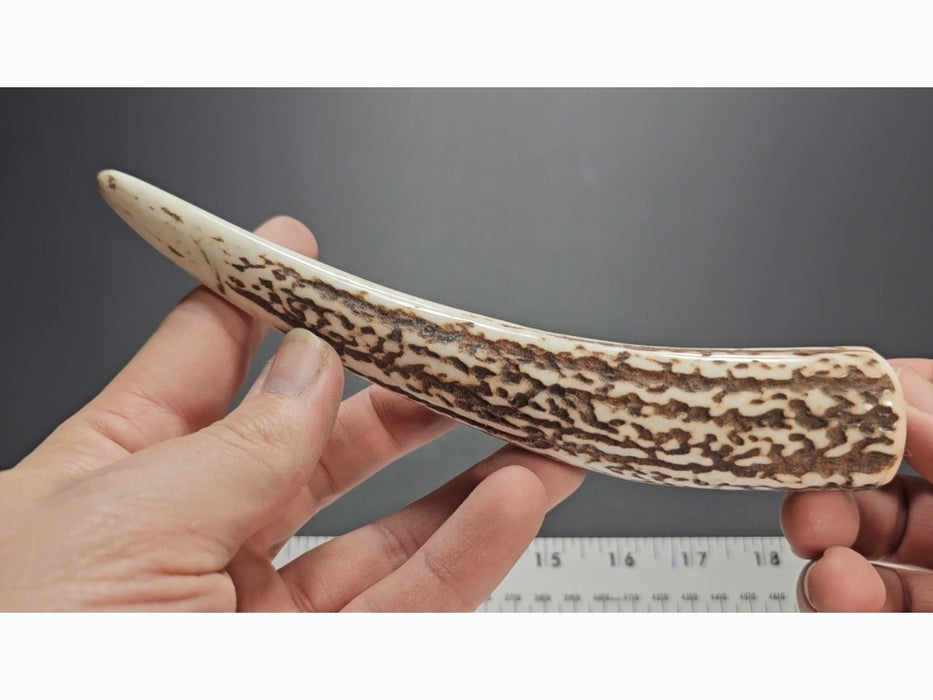 Stag Handle #84